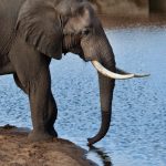 Tu lo vedi l’elefante? Investi per obiettivi